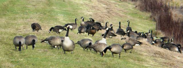 mixed-geese1