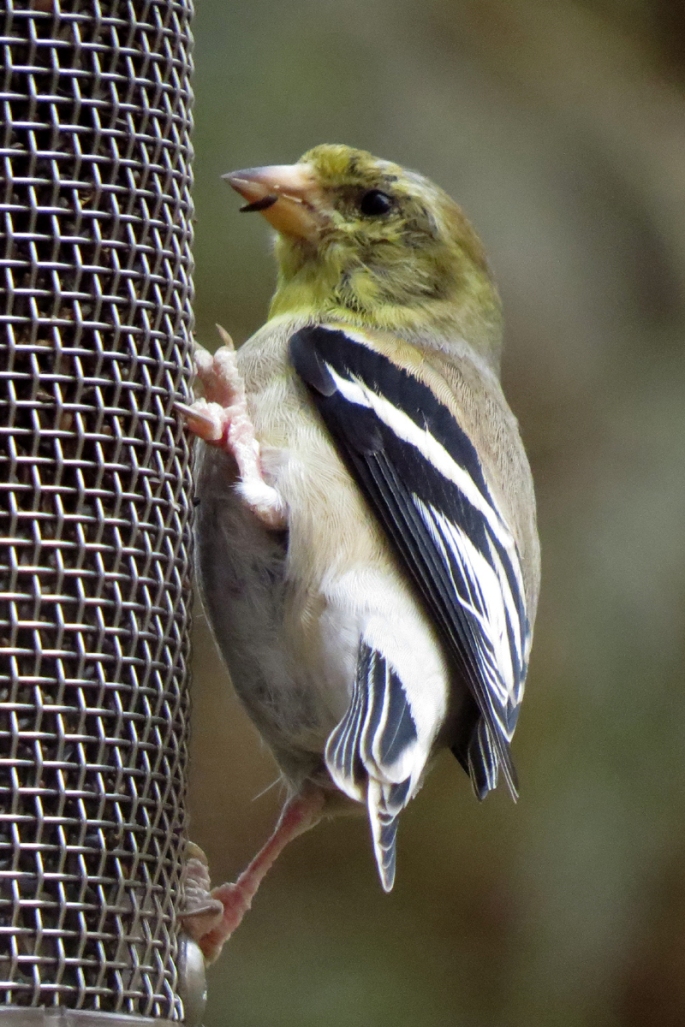 american goldfinch clinging