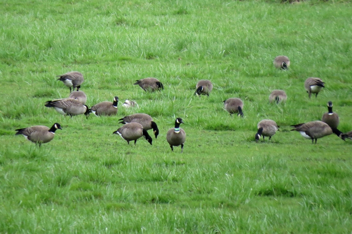 aleutian cackling geese