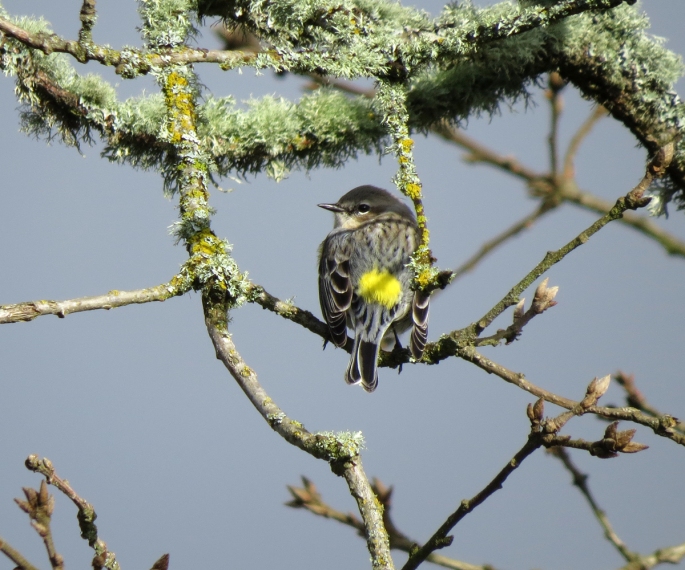 yellow-rumped back