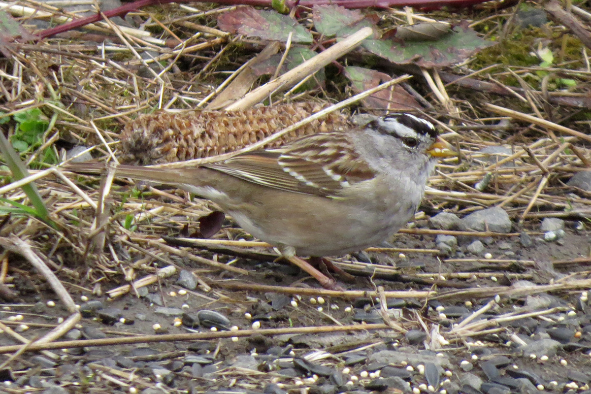 white-crowned sparrow right