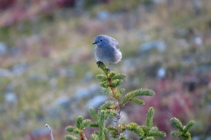 mountain bluebird 2