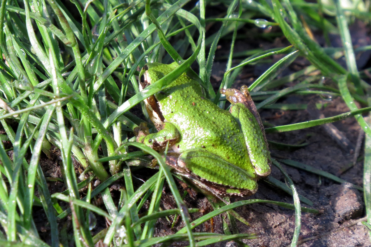 pacific chorus frog