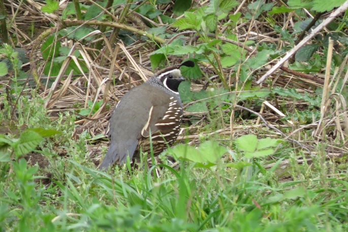 quail (3)