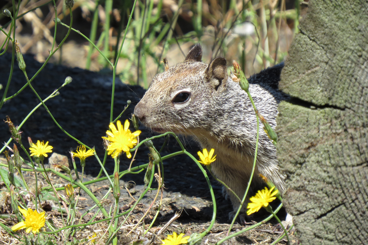 california ground squirrel