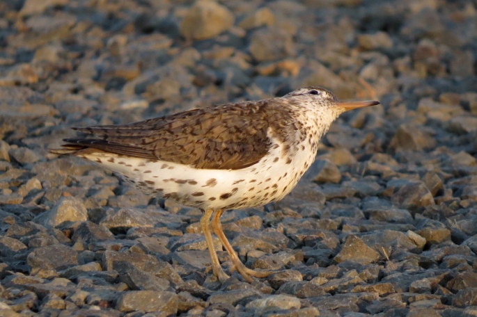 spotted sandpiper up