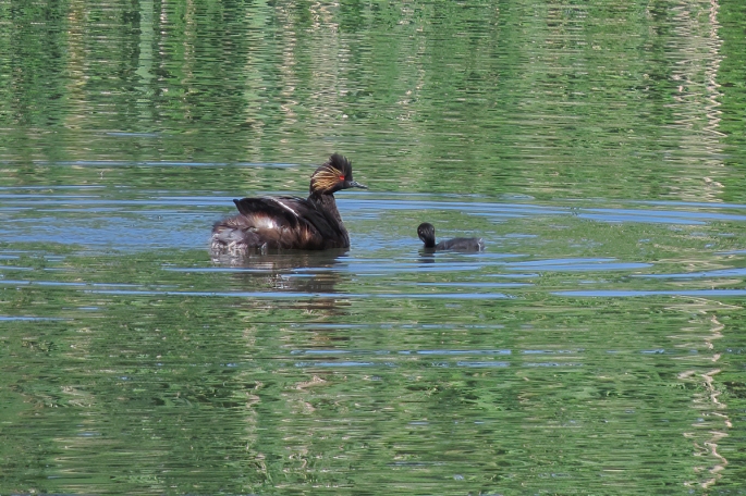 eared grebe and baby
